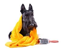 Scottish Terrier mit Handtuch und Bürste vor der Coiffure