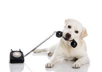 Labrador mit Telefon wartet auf Anruf beim Hundefriseur